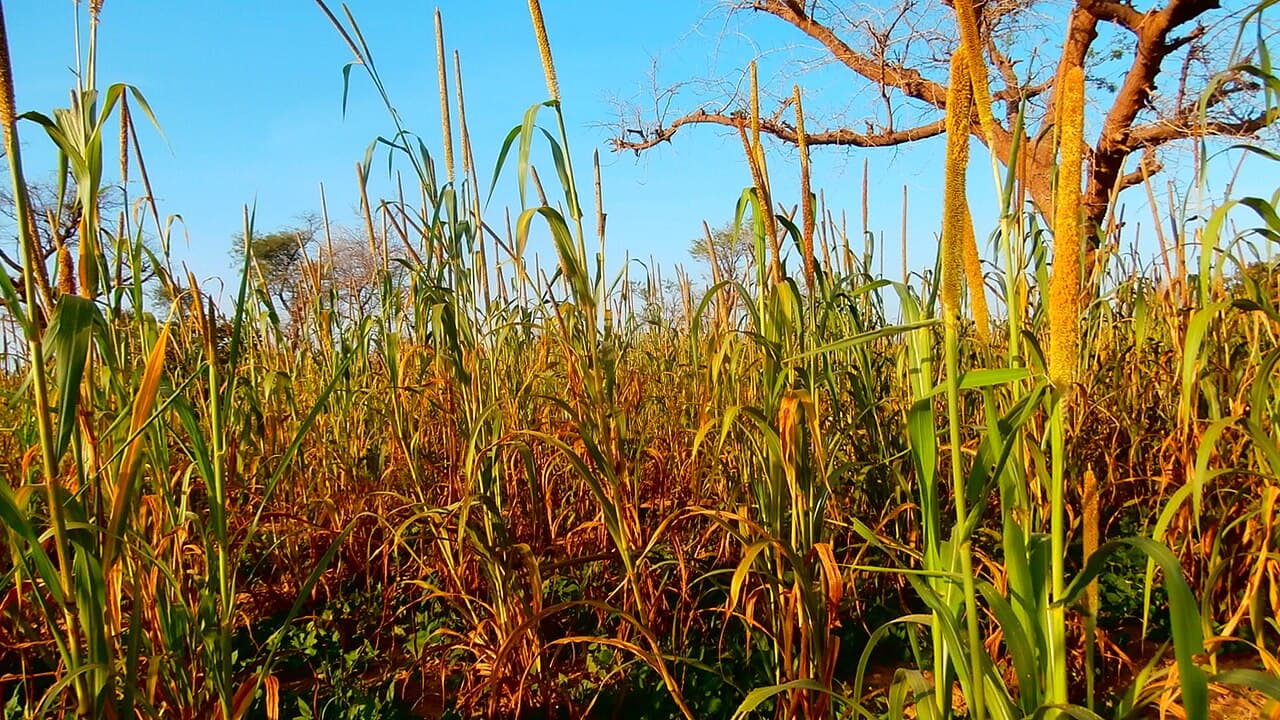 Secteur agricole au Niger